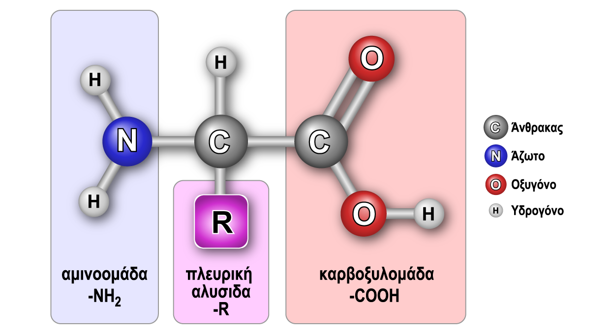 aminoacid-structure