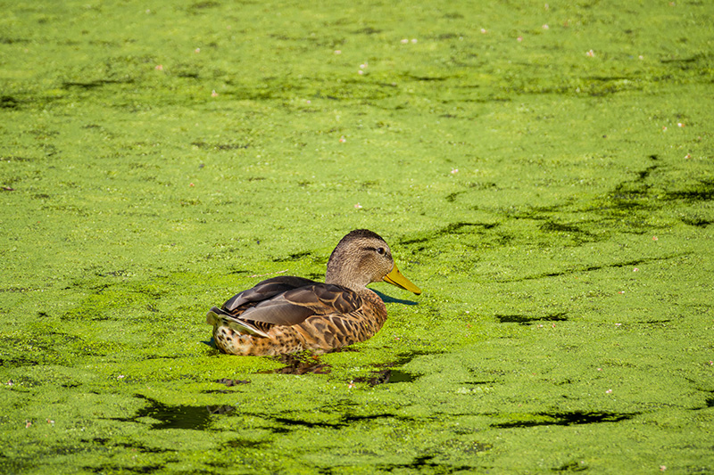 Duck swimming in a Eutrophication pond at Los Angeles, California