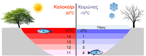 Θερμοκρασία των υδάτων μιας λίμνης από την επιφάνεια μέχρι τον πυθμένα κατά το καλοκαίρι και τον χειμώνα