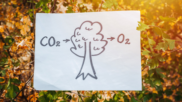 Πηγές και ρόλος του διοξειδίου του άνθρακα στη φύση